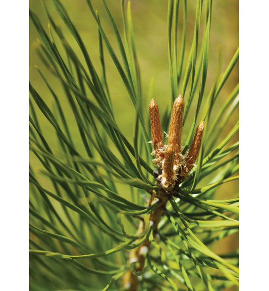 Pinus Sylvestris Essential Oil Bottles